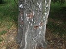 Místa poniená hebíky mají negativní vliv na celý strom, který pomalu usychá.