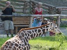 Dva mladí samci irafy u se ukazují návtvníkm jihlavské zoo ve výbhu....