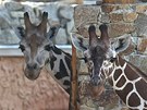 Dva mlad samci irafy Zuberi a Paul se ukazovali nvtvnkm jihlavsk zoo ve...