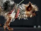 Účastníci soutěže o nejošklivějšího psa na světě v Kalifornii 21. června 2013