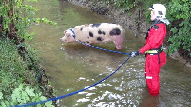 Prase se ztilo ze strmho behu, vzhledem k jeho hmotnosti 160 kilogram nebyla zchrana snadn. (25. ervna 2013)