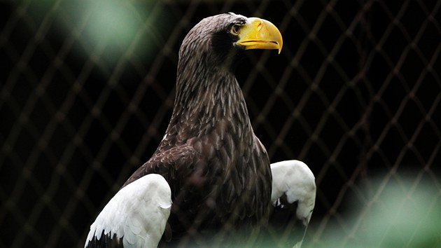 Na voliru orl v brnnsk zoo se sesula st svahu. Ptky museli pesthovat do jin klece.