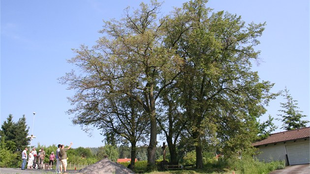 U podle prodlch korun je zkuenmu arboristovi jasn, e tyto tyi lpy zdravm zrovna nekyp.