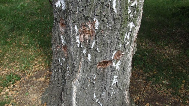 Msta ponien hebky maj negativn vliv na cel strom, kter pomalu usych.