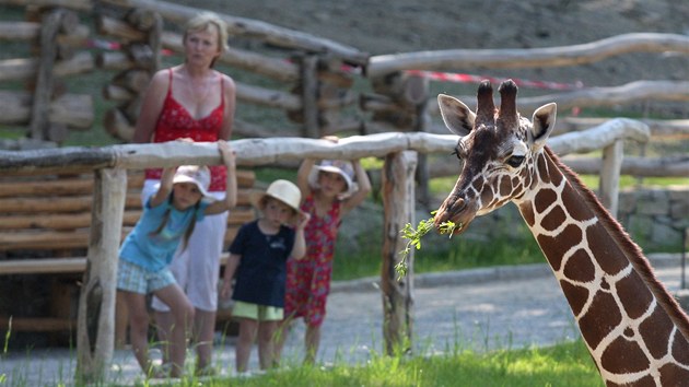 Dva mladí samci žirafy už se ukazují návštěvníkům jihlavské zoo ve výběhu. Trochu bázlivější je zatím Manu, ten se od pavilonu příliš vzdalovat nechce.