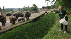 Renata Kucsarová se stala na den chovatelkou slon v praské zoo.