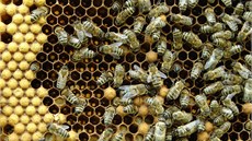 Vely z praského Toulcova dvora 