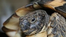 �elva vroubená se na�la v Beroun� ve Slapské ulici. Te� se o ni starají