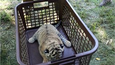 Inspektor savc Roman Vrzal váí nedávno narozená mláata tygra ussurijského.