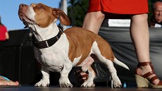 Sout� o nejo�kliv�j�ího psa vyhrál �ty�letý k�í�enec Walle, v jeho� rysech lze...