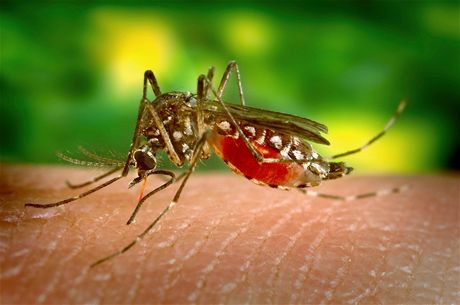 Malárii penáí pedevím komái. Ilustraní foto