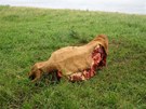 Po kráv, kterou pímo na poli v Klokoov roztvrtil neznámý zlodj, zstaly