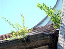 Ze stechy bývalého módního domu Ostravica-Textilia v centru Ostravy vyrstají