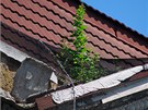 Ze střechy bývalého módního domu Ostravica-Textilia v centru Ostravy vyrůstají