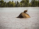 Klokan stojí na hromad slámy, kterou v australském Queenslandu zvedla velká