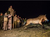 Koně Převalského z Prahy už jsou v Mongolsku.