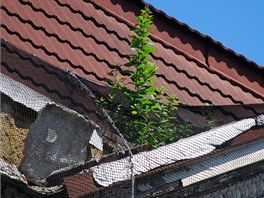 Ze stechy bvalho mdnho domu Ostravica-Textilia v centru Ostravy vyrstaj