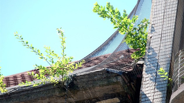 Ze střechy bývalého módního domu Ostravica-Textilia v centru Ostravy vyrůstají náletové keříky. (2. července 2013)