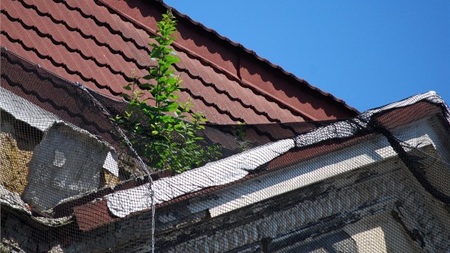 Ze střechy bývalého módního domu Ostravica-Textilia v centru Ostravy vyrůstají náletové keříky. (2. července 2013)