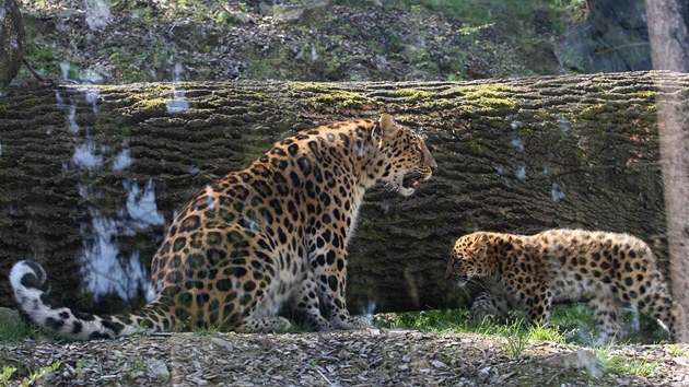 V olomoucké zoo oteveli nový pavilon pro levharty manduské.