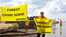 Aktivisté Greenpeace odhalili údajné nelegáln vytené devo chránného stromu