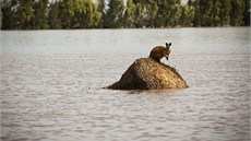 Klokan stojí na hromad slámy, kterou v australském Queenslandu zvedla velká