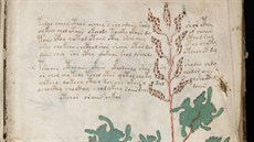 Jedna z fantaskních rostlin z úvodní, tzv. "botanické" ásti rukopisu