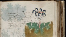 Jedna z rostlin z úvodní, tzv. "botanické" části rukopisu. Všimněte si čísla...