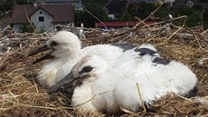 Jedno z ápat pijala rodinka z hnízda v Zadním Chodov. Peovala o nj ale jen pár dní, pi poslední kontrole nali záchranái mlád na zemi pod hnízdem. Nkterý z áp ho vystril ven.