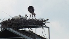 Jedno z ápat pijala rodinka z hnízda v Zadním Chodov. Peovala o nj ale jen pár dní, pi poslední kontrole nali záchranái mlád na zemi pod hnízdem. Nkterý z áp ho vystril ven.