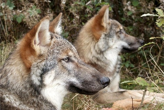 Jediným místem v Česku s dlouhodobým výskytem vlka jsou Beskydy.