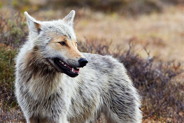 Z vlka se vyvinuly stovky různých plemen psů. A mohly za to ženy - iDNES.cz