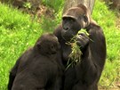 Gorily si opt uívají venkovní výbh