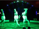 Součástí Národního cirkusu Originál Berousek jsou i koně.