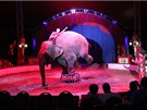 íslo se slonem je té velice populární.