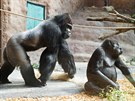 Gorily jsou spokojené, e jsou zpt ve svém prostedí. Díky tomu z nich rychle...