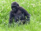 Pi svém prvním výletu do venkovního výbhu minulou sobotu si gorily okamit...