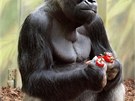 Samec Tadao ze zoo ve Dvoe Králové má úasný pohled, kterým okouzluje
