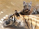 Návtvníci jihlavské zoologické zahrady budou moci tygici obdivovat jet