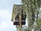 Bohumil Mášek vyfotografoval krmení čápů na hnízdě v Dlouhém Újezdu na...
