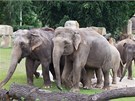 Sloni v trojské zoo