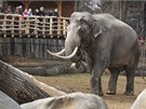 Sloni v trojské zoo
