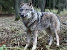Beskydská populace vlka je závislá na píchodu elem ze Slovenska.