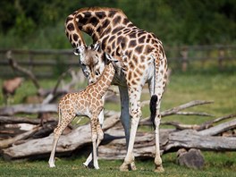 Vedle dospělých žiraf vypadají mláďata malinká, jsou však téměř dva metryvysoká.