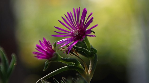 Skalnička z Vejtasova zahradnictví. Právě zde tato fialově kvetoucí rostlina získala své jméno.