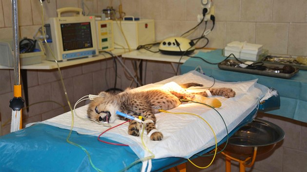 Mld geparda ped operac