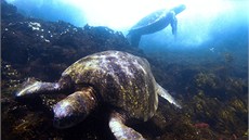Mořské želvy. Jako na jiné planetě si občas připadáte pod vodou na Galapágách.