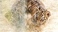 Návtvníci festivalu budou moci obdivovat náhradního tygra a opravdové mlád