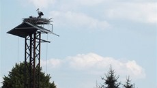 Bohumil Mášek vyfotografoval krmení čápů na hnízdě v Dlouhém Újezdu na...