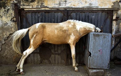 Kom se na farm v Rousínov píli potravy nedostávalo (Ilustraní snímek).